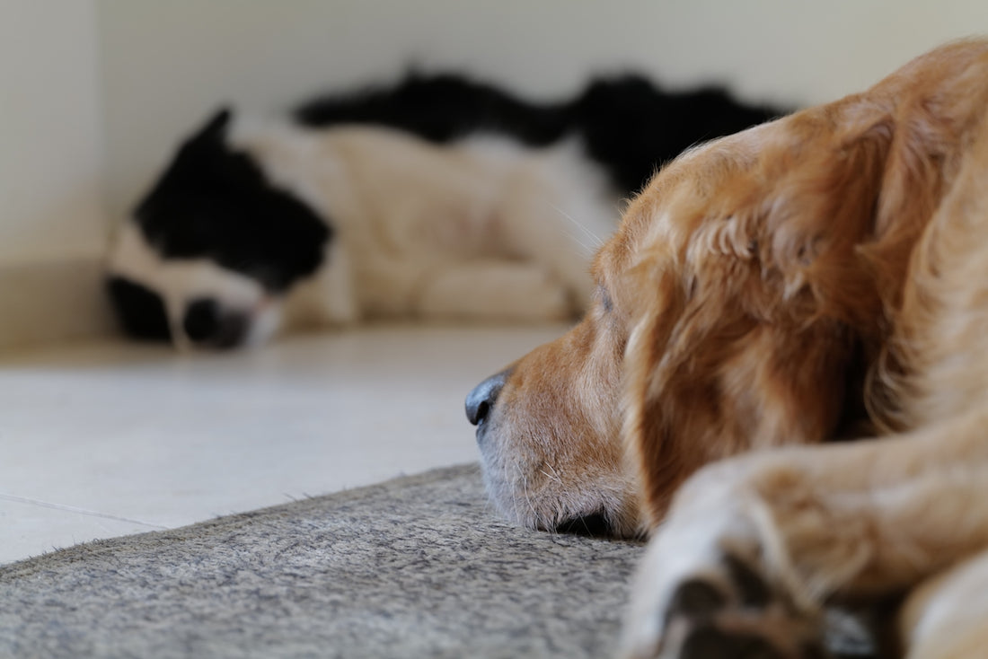 brown and white long coated dog lying on floor
