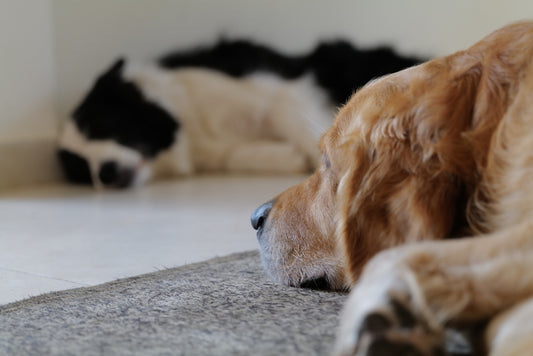 brown and white long coated dog lying on floor