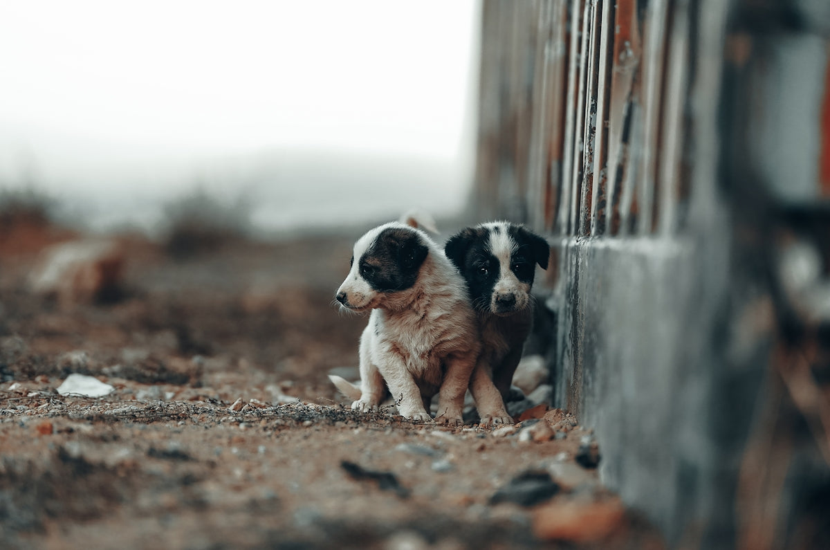 black and white border collie puppy