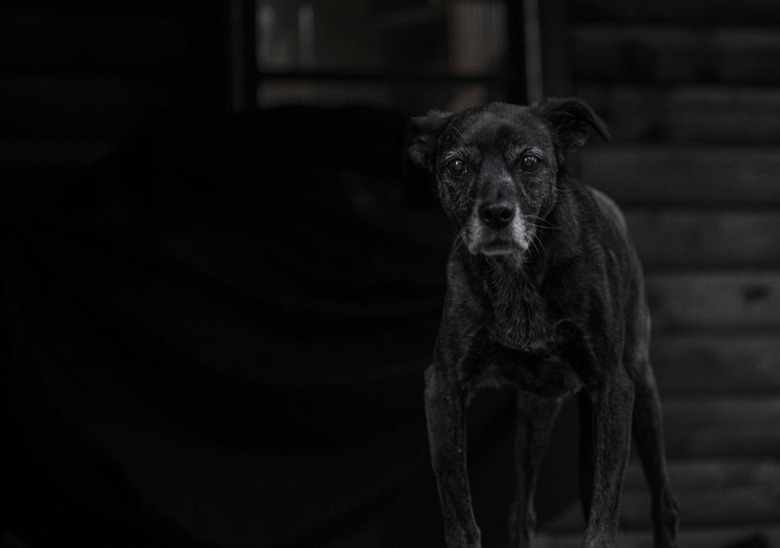black short coat small dog on black textile