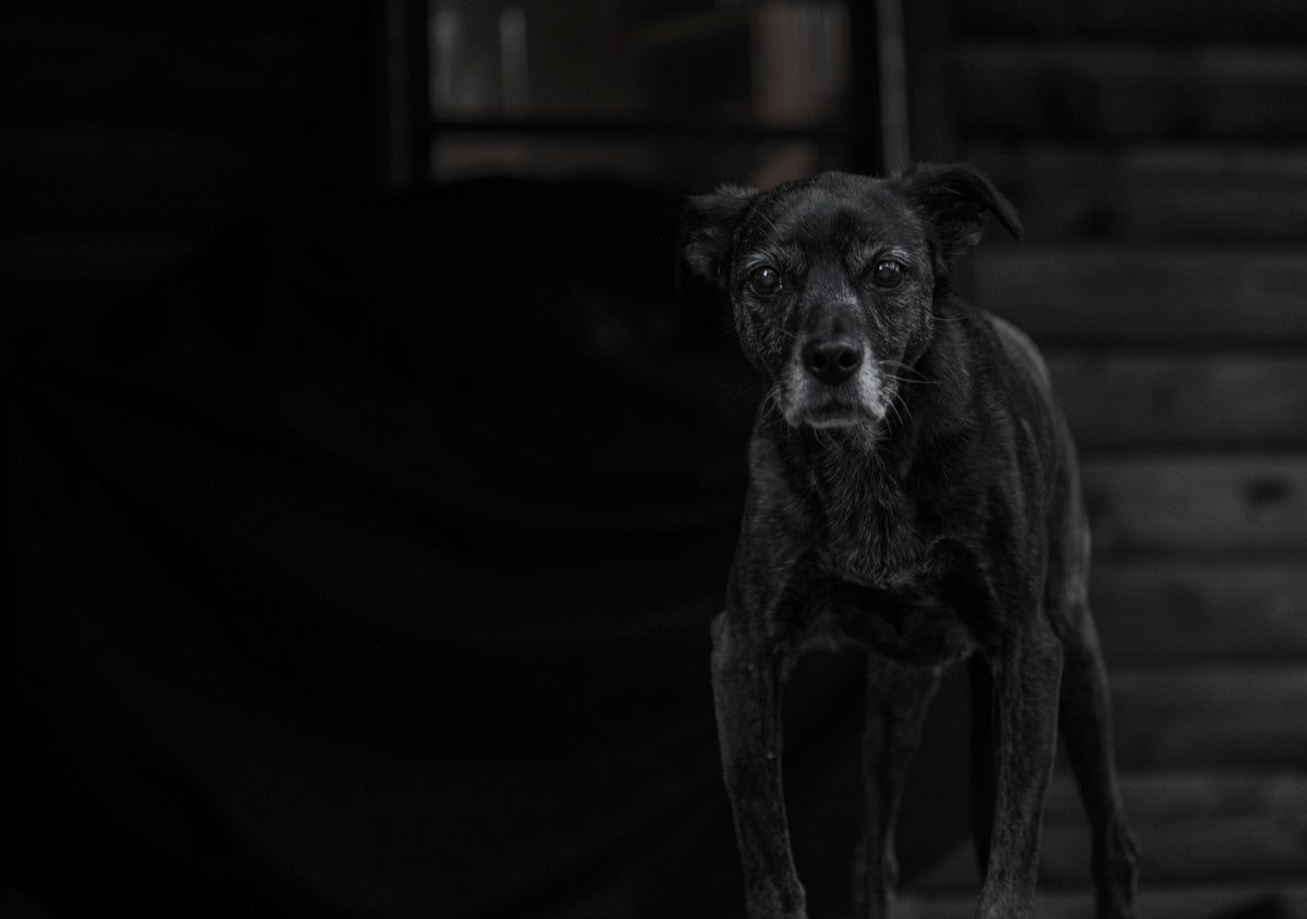 black short coat small dog on black textile