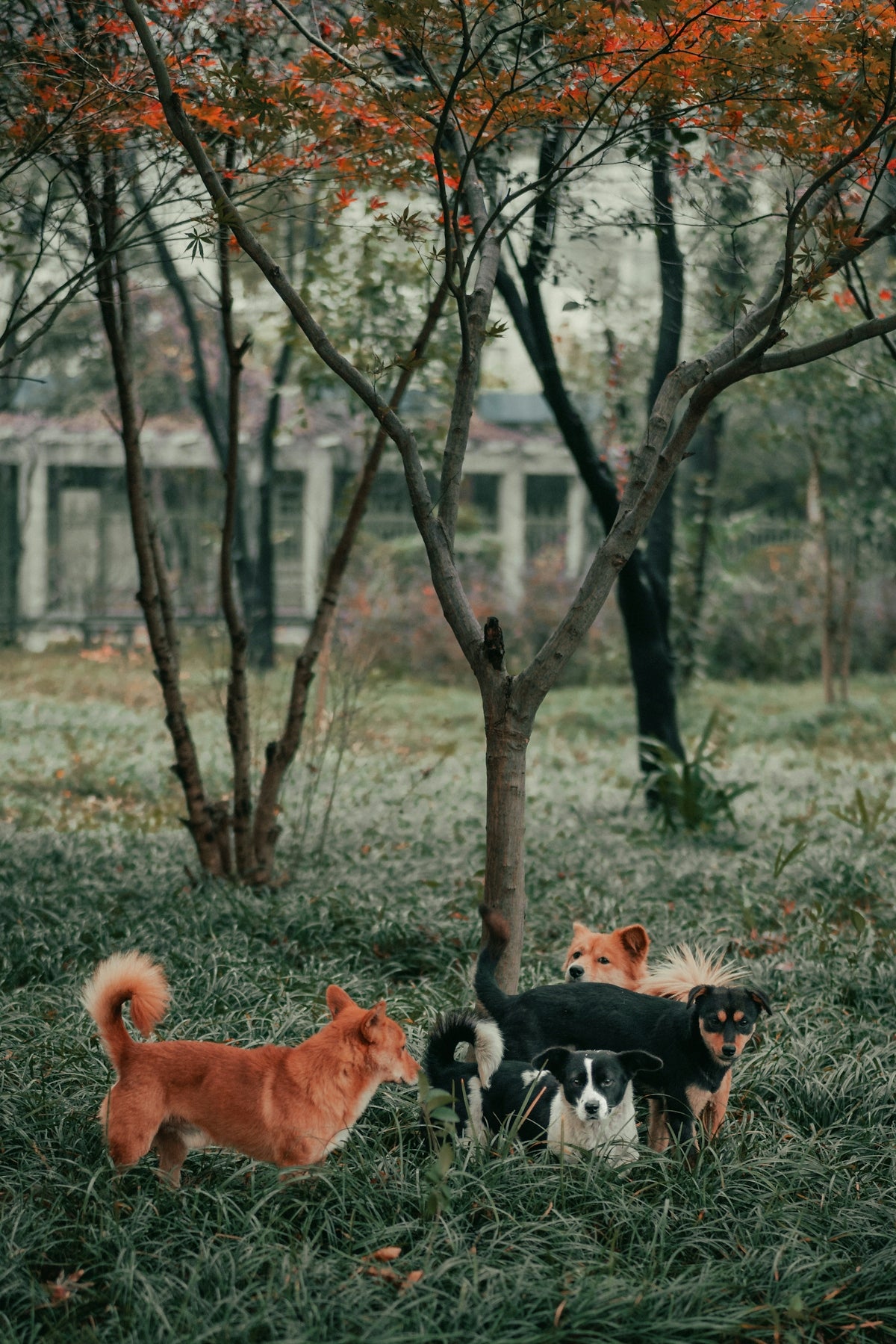 brown and white short coated dogs on forest during daytime