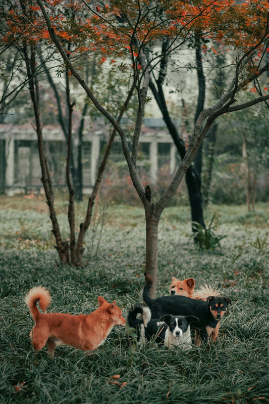 brown and white short coated dogs on forest during daytime