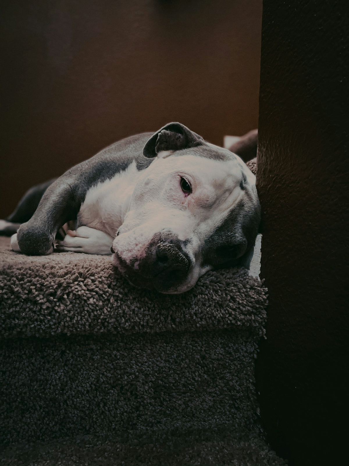 black and white short coated dog lying on black textile