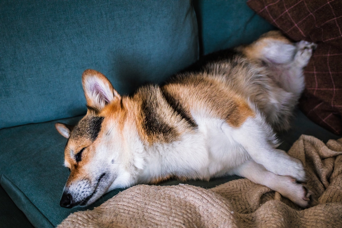 white brown and black short coated dog lying on brown textile