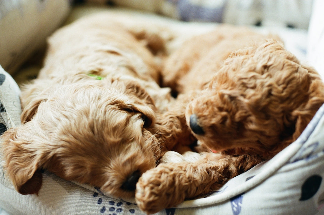 brown long coated dog on white textile