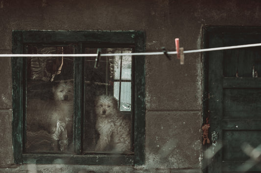 white long coated small dog on gray wooden door