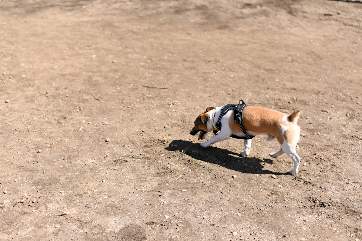 2 brown and white short coated dogs running on brown sand during daytime
