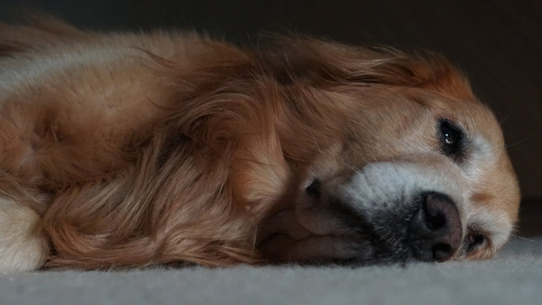 brown long coated dog lying on white textile