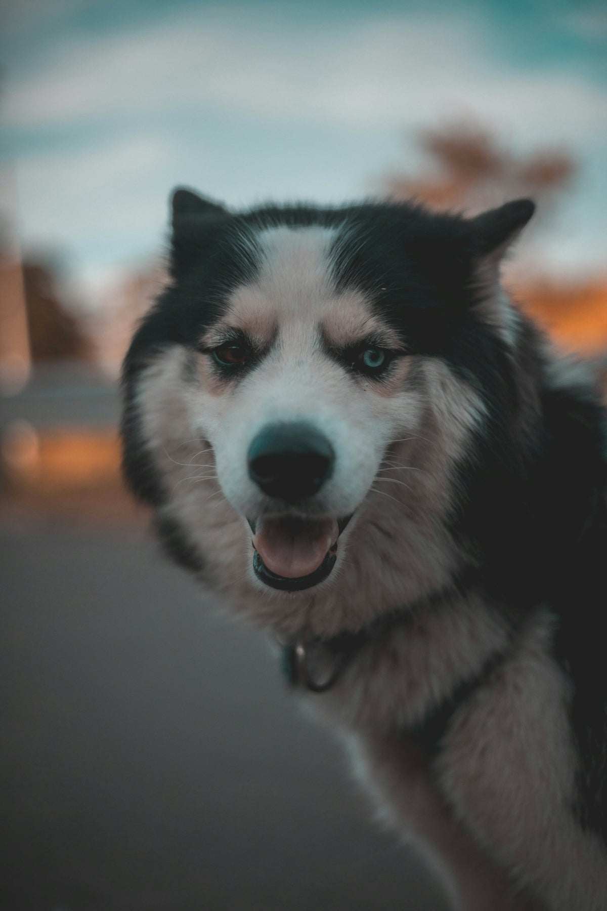 black and white siberian husky