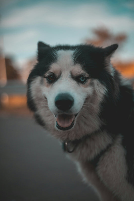 black and white siberian husky