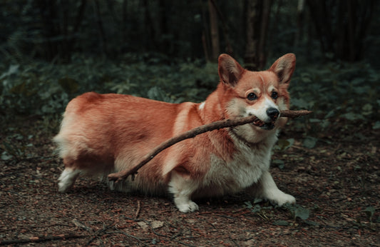 brown and white corgi puppy on brown ground during daytime