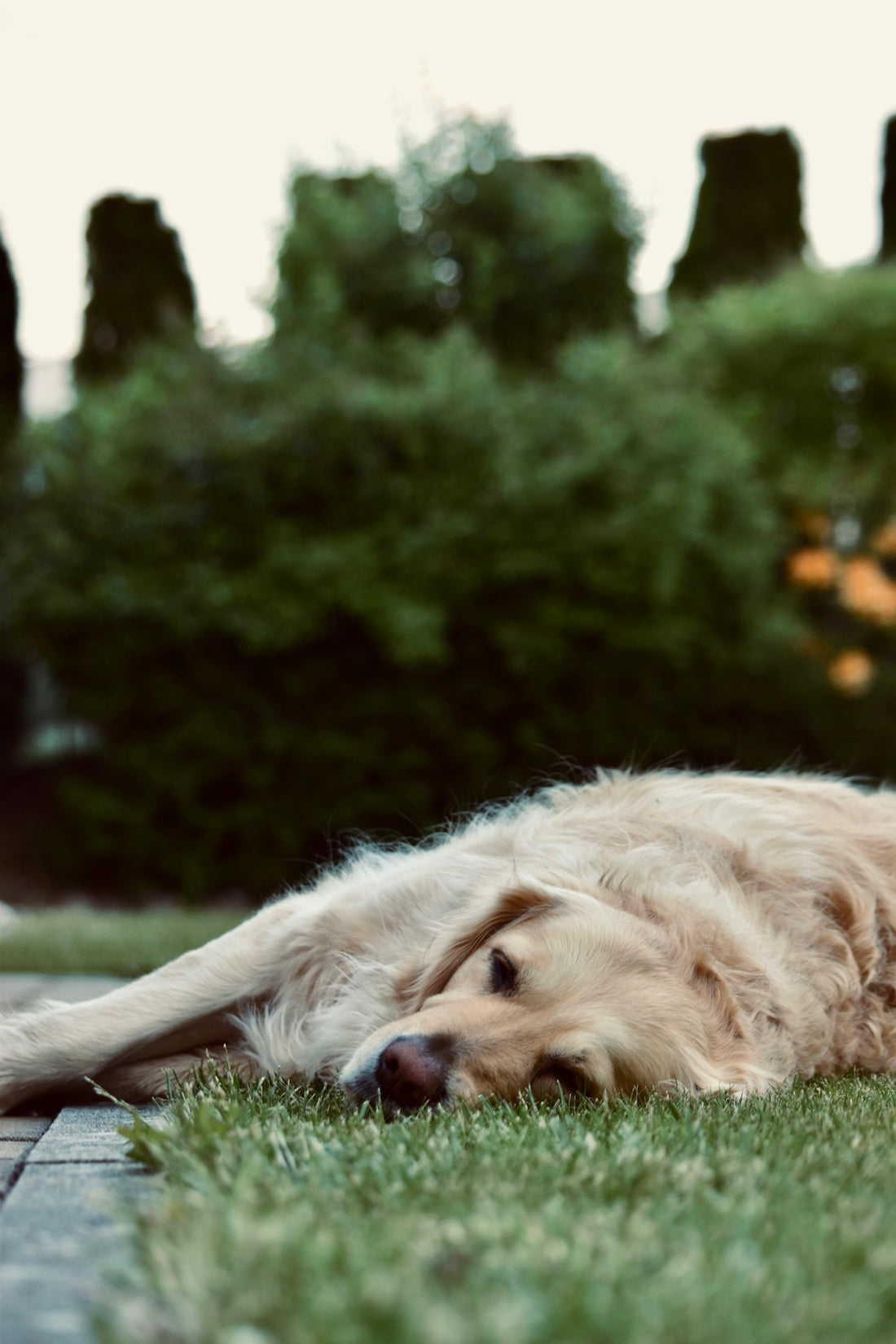 golden retriever lying on green grass during daytime