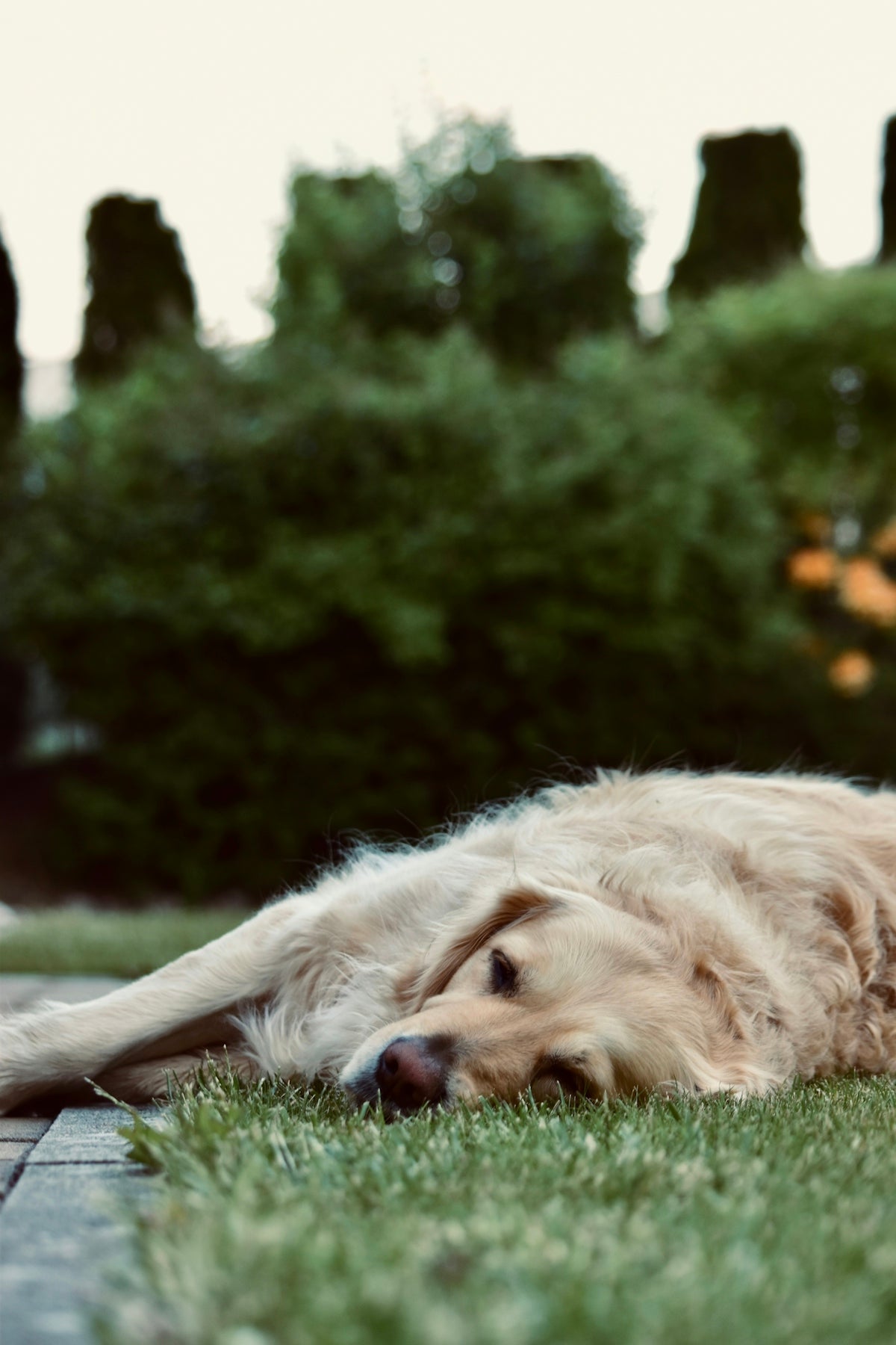 golden retriever lying on green grass during daytime