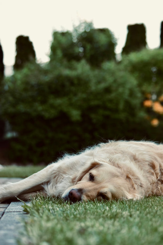 golden retriever lying on green grass during daytime