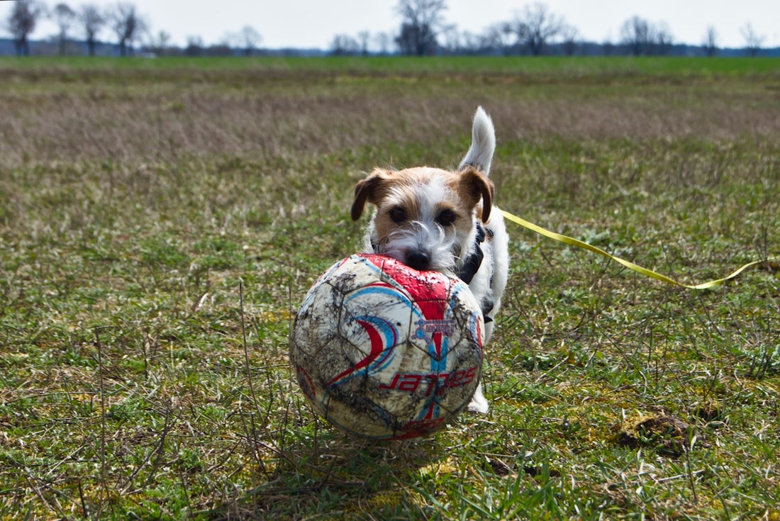 white and brown short coated puppy playing soccer on green grass field during daytime