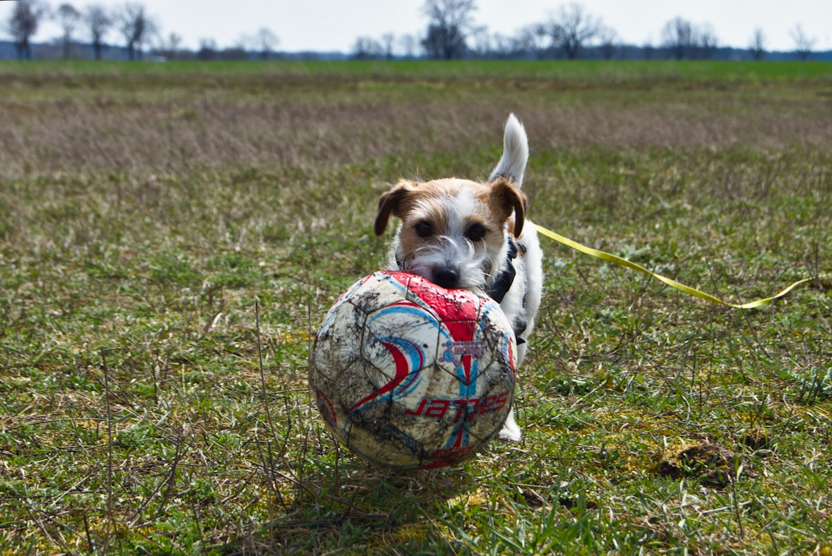 white and brown short coated puppy playing soccer on green grass field during daytime