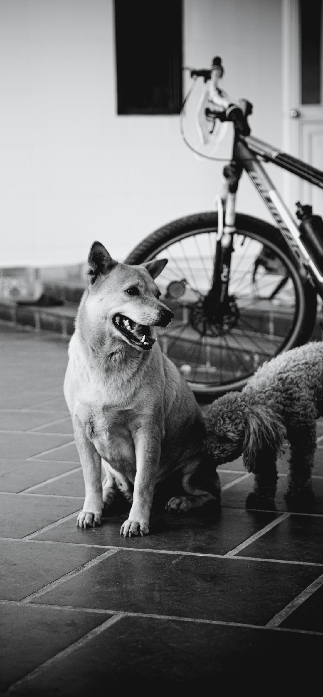 grayscale photo of dog sitting on floor