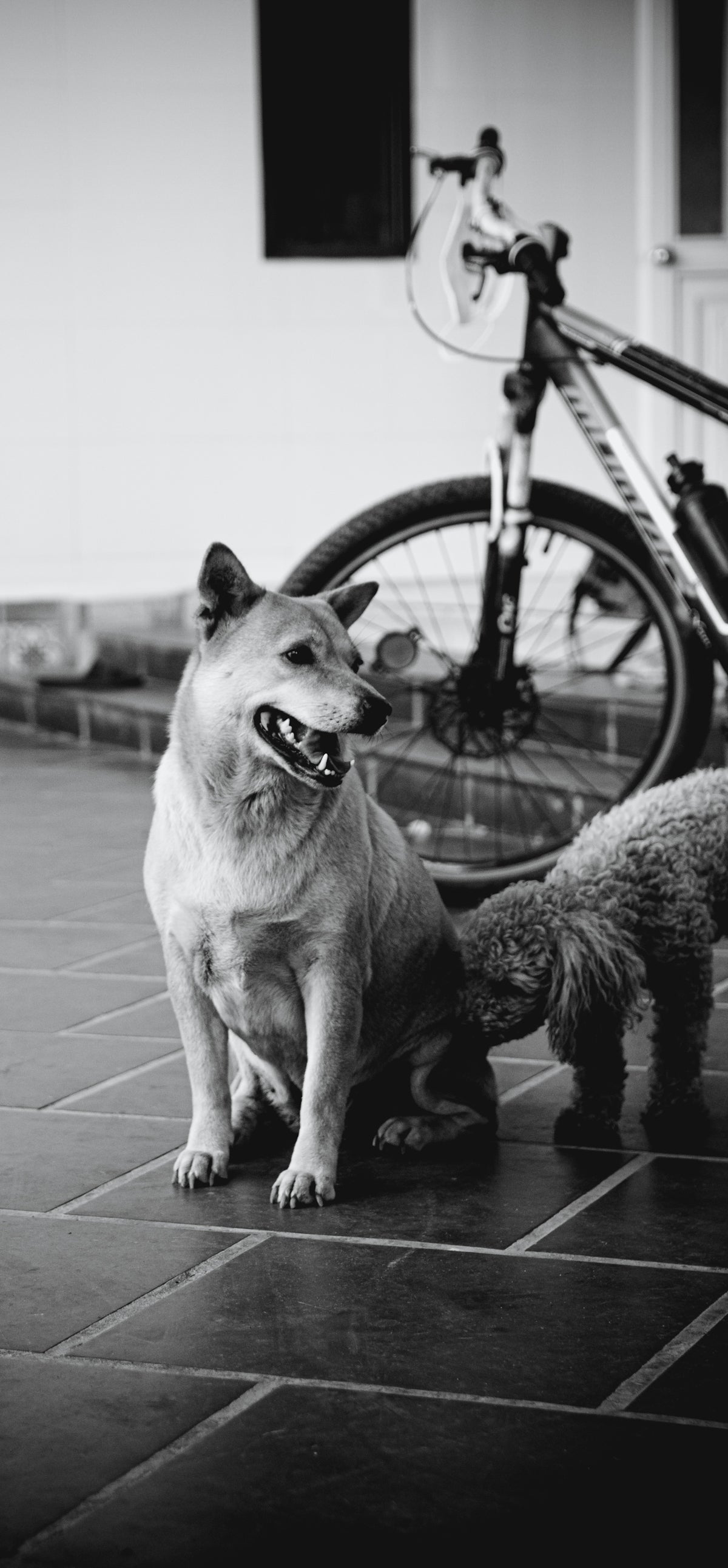 grayscale photo of dog sitting on floor