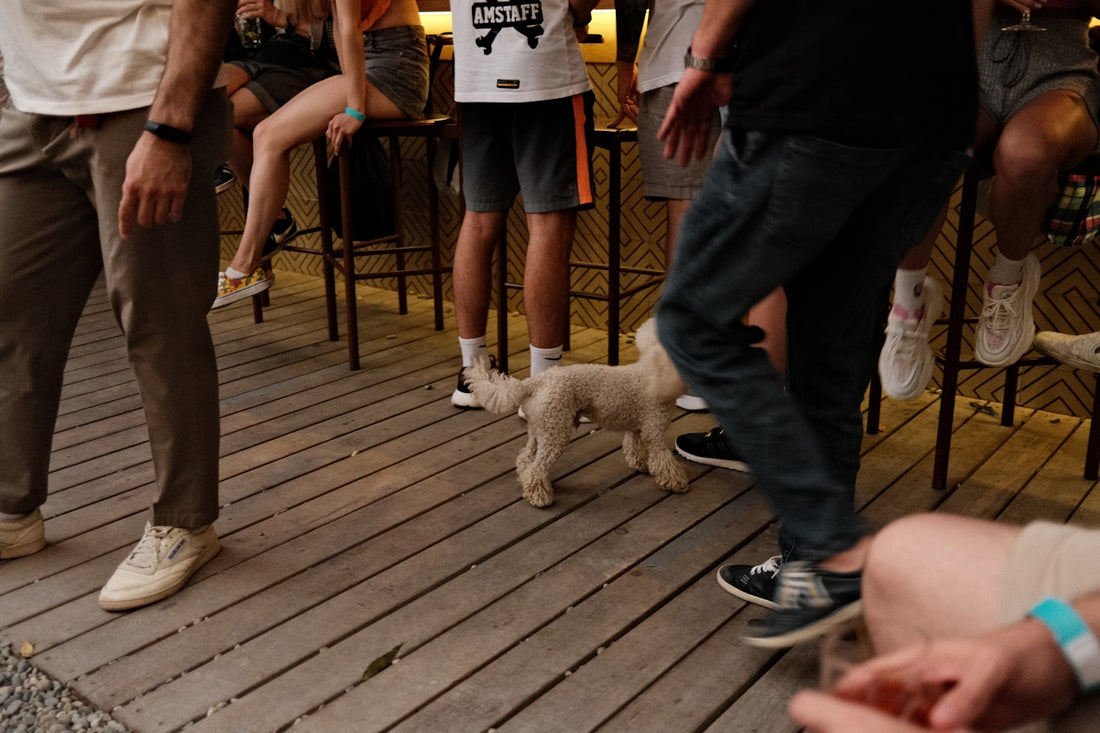 white poodle on brown wooden floor