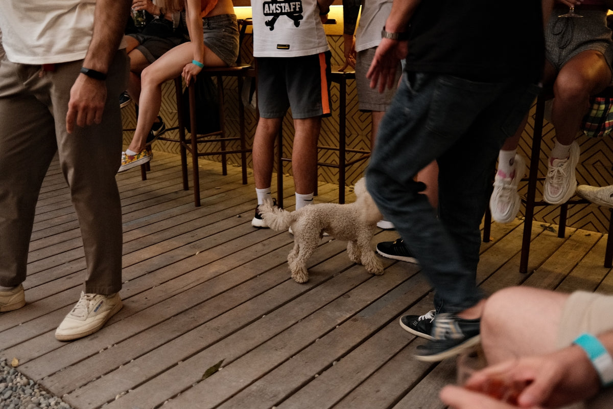 white poodle on brown wooden floor