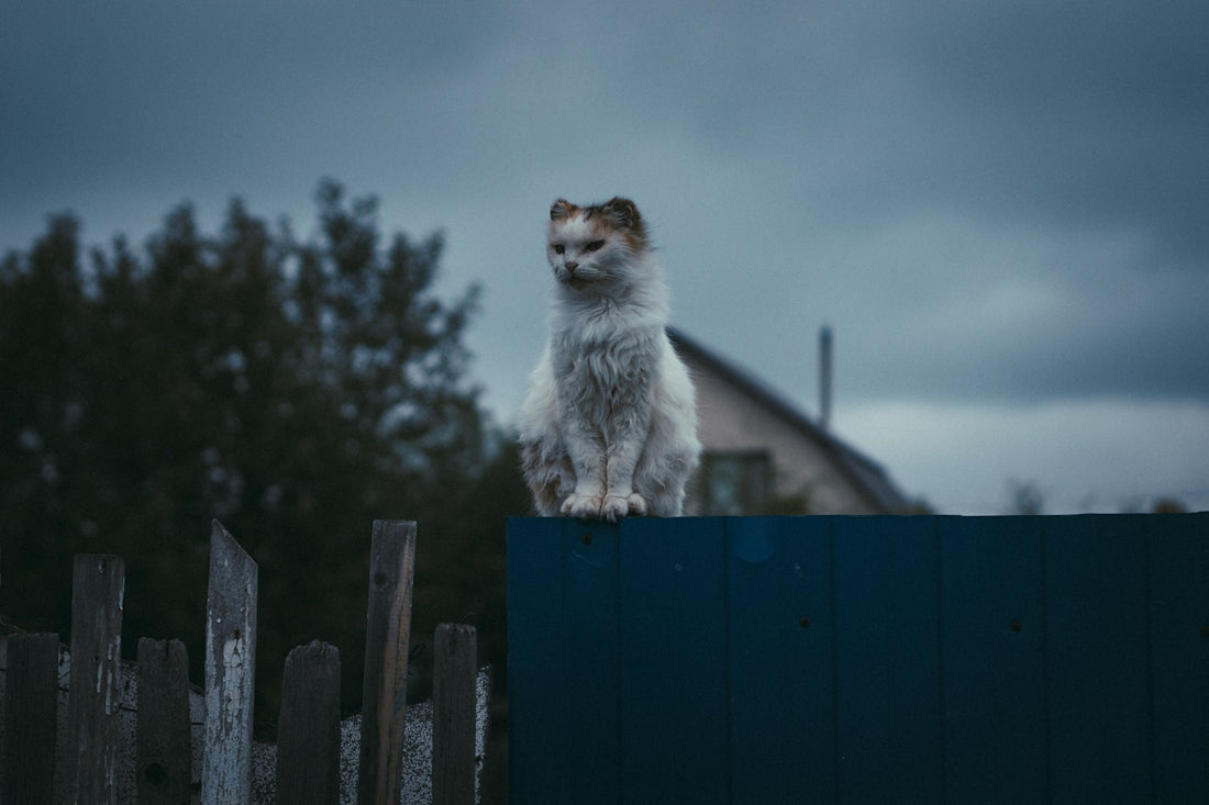 white and gray cat on brown wooden fence