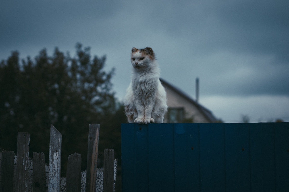 white and gray cat on brown wooden fence