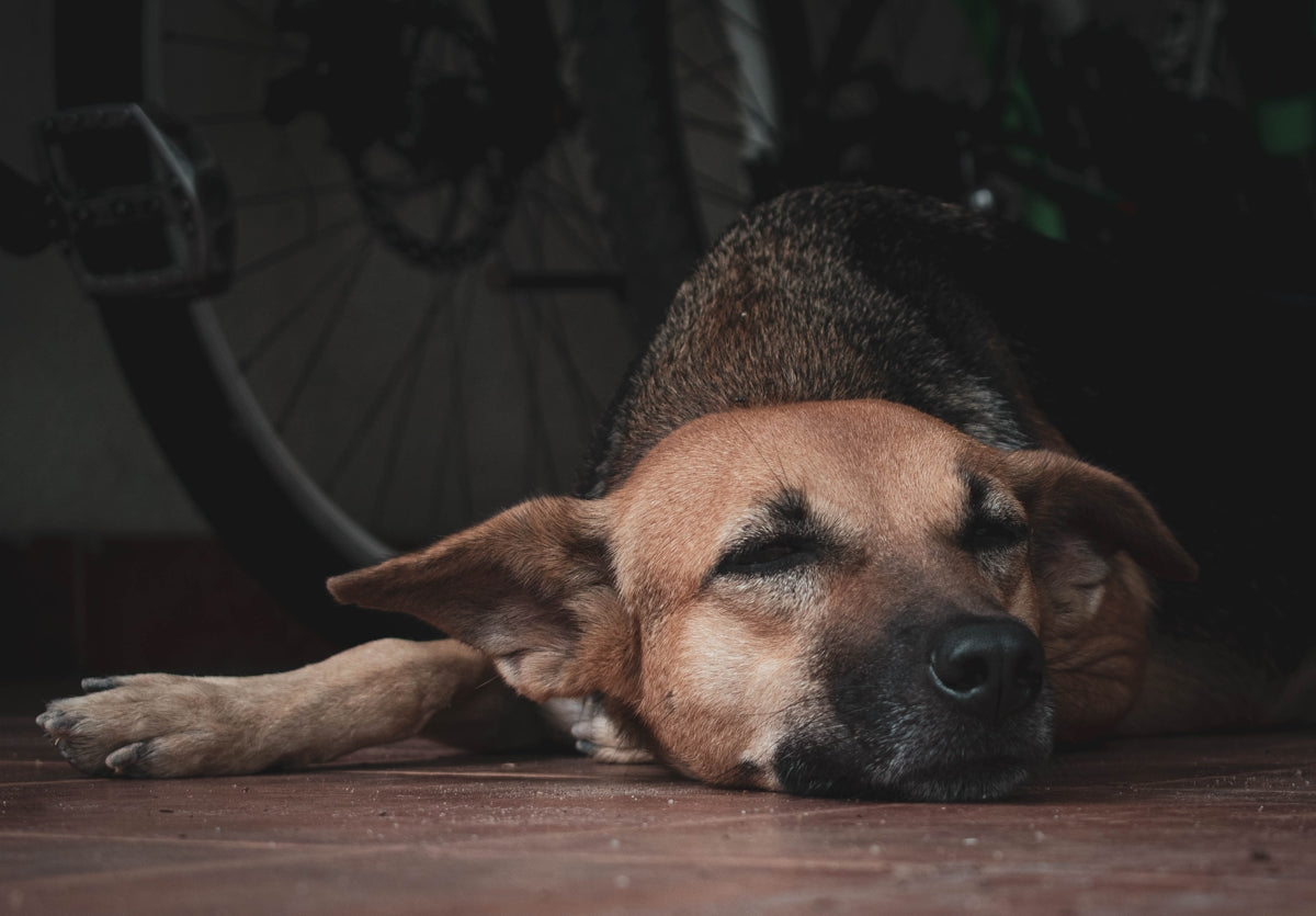 a dog laying on the ground next to a bike