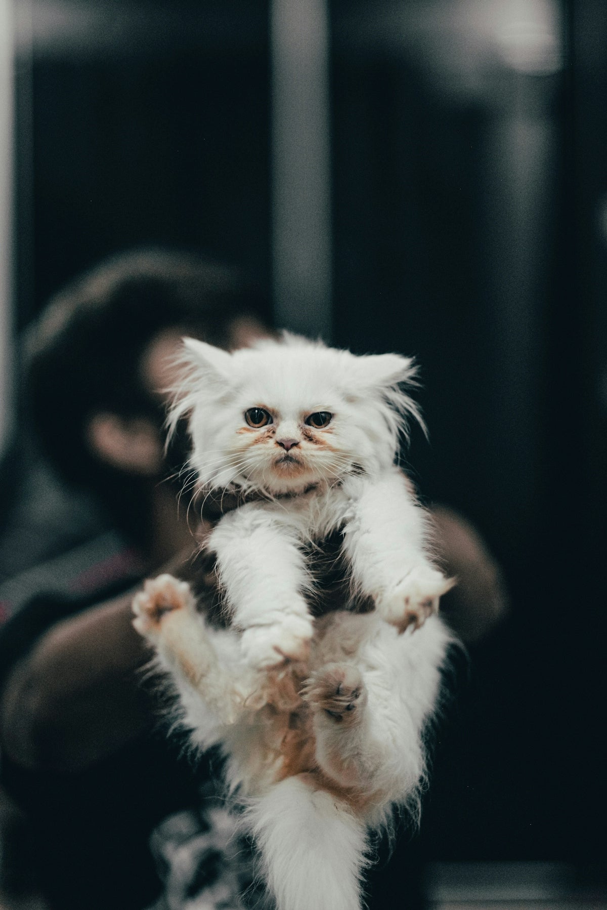 a small white cat standing on its hind legs