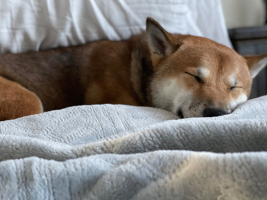 a brown dog sleeping on top of a bed
