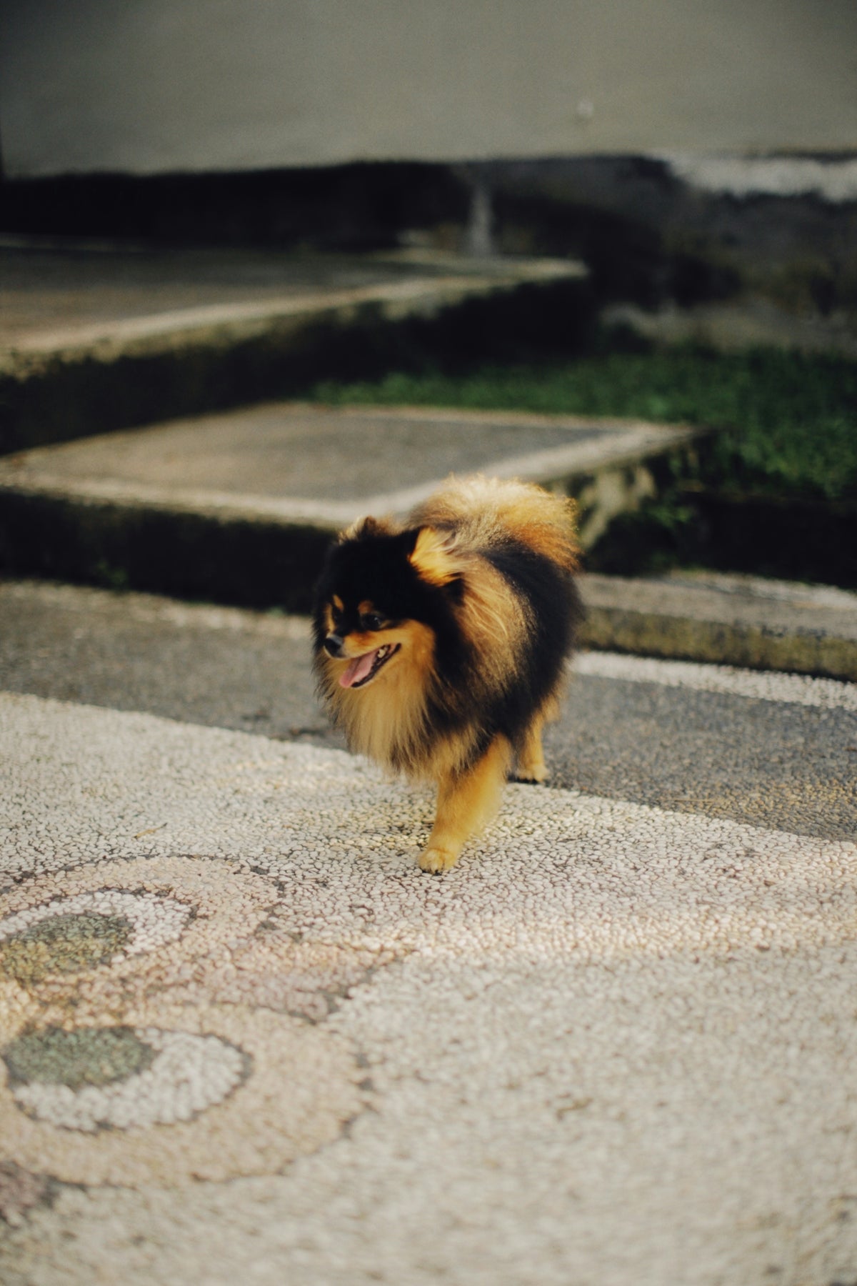 a small brown and black dog walking down a sidewalk
