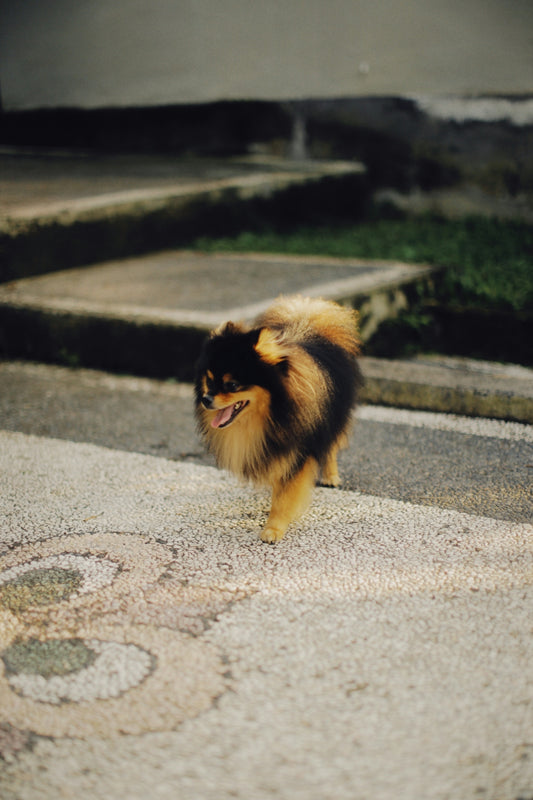 a small brown and black dog walking down a sidewalk