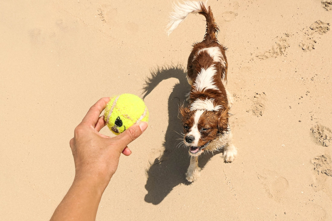 a brown and white dog standing on top of a sandy beach