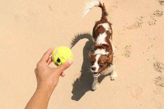 a brown and white dog standing on top of a sandy beach