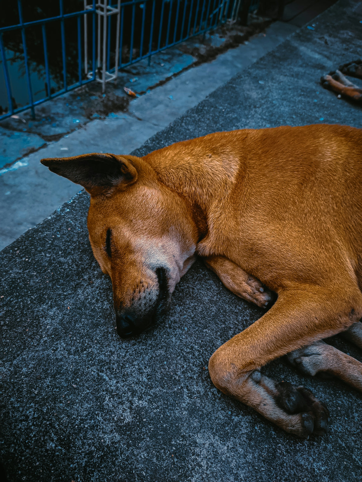 a brown dog laying on the ground next to a fence