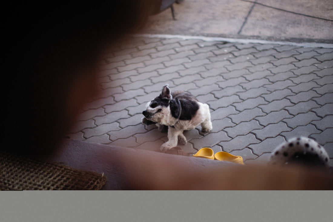 a small black and white dog standing on a tile floor