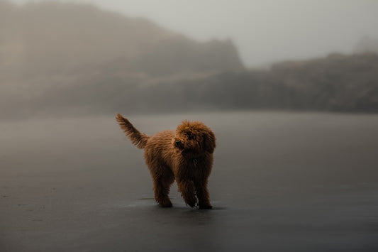 a brown dog standing on top of a wet beach