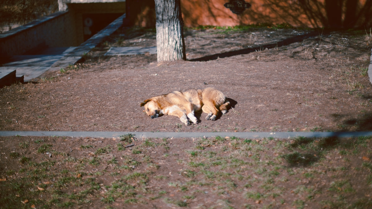 a brown dog laying on top of a dirt field