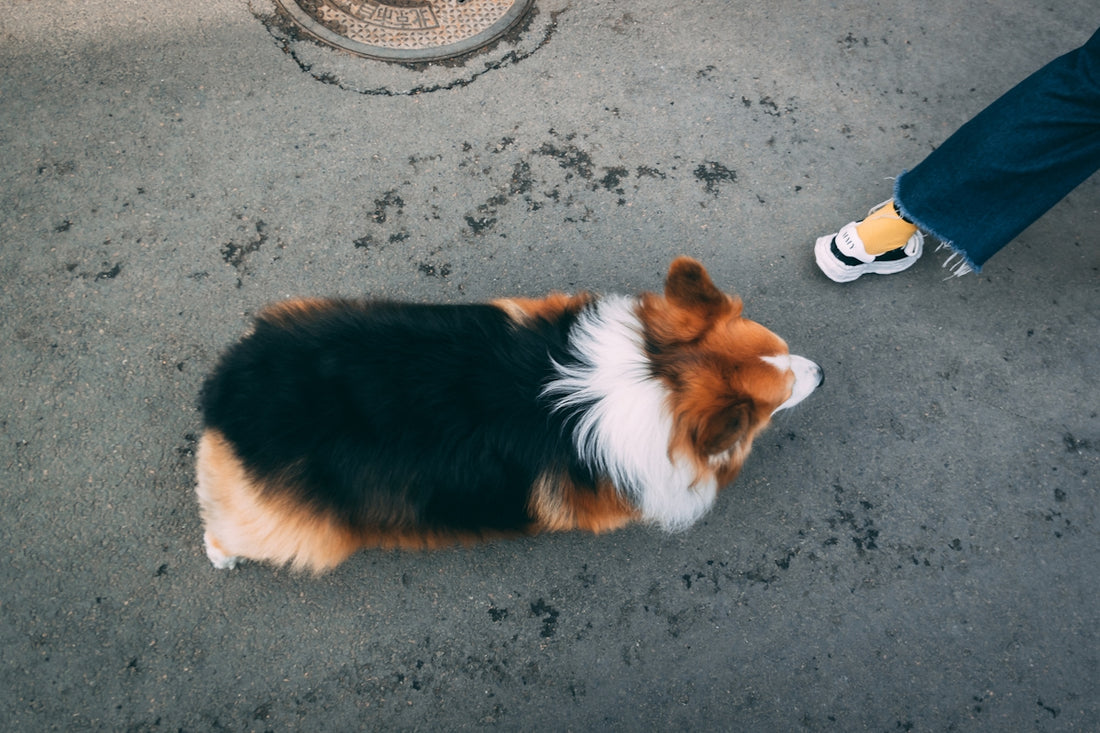 a dog sitting on the ground next to a persons feet