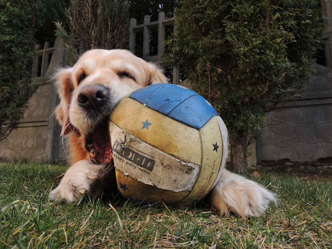 a dog laying in the grass with a ball in its mouth