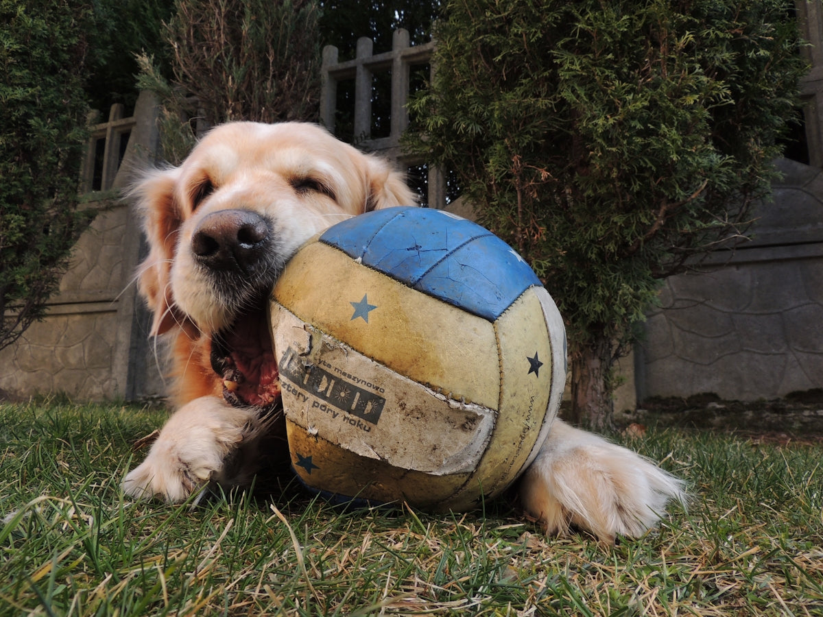 a dog laying in the grass with a ball in its mouth