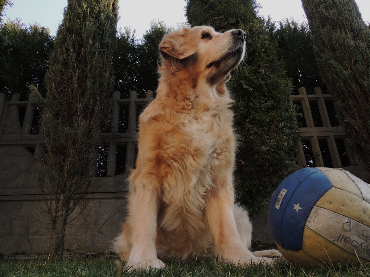 a golden retriever sitting in the grass next to a ball