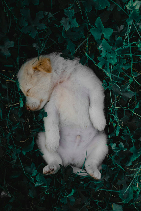a small white teddy bear laying in the grass