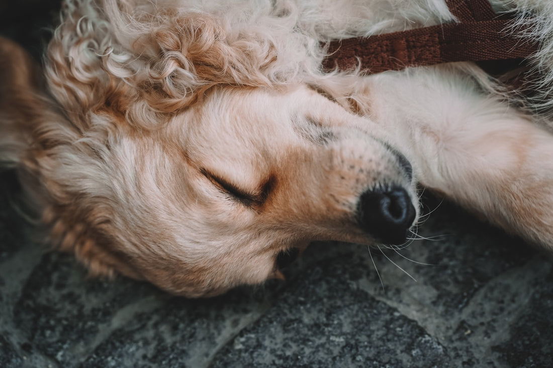 a dog lying on the ground