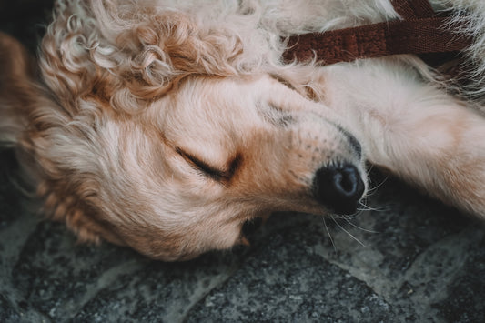 a dog lying on the ground