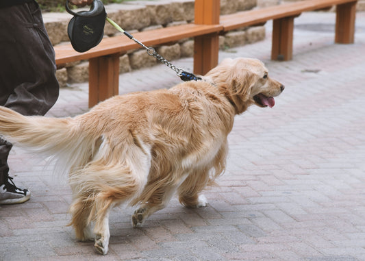 a dog on a leash