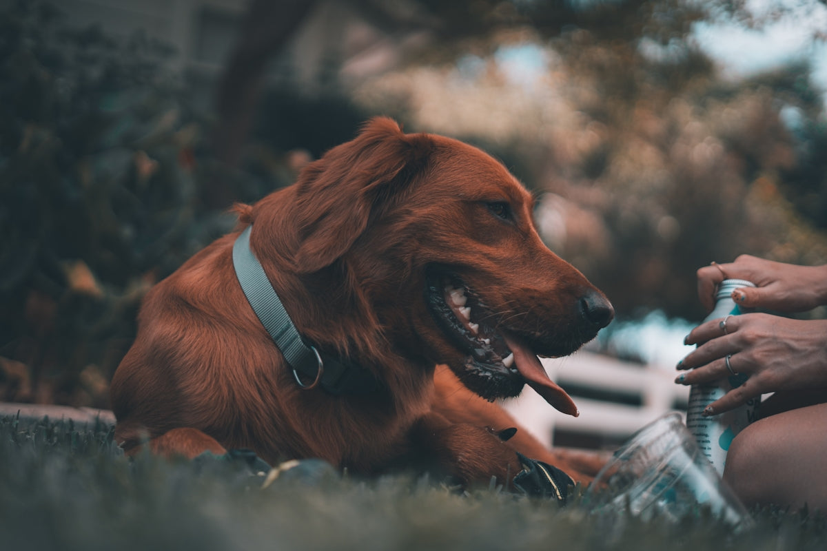 a brown dog laying on top of a lush green field