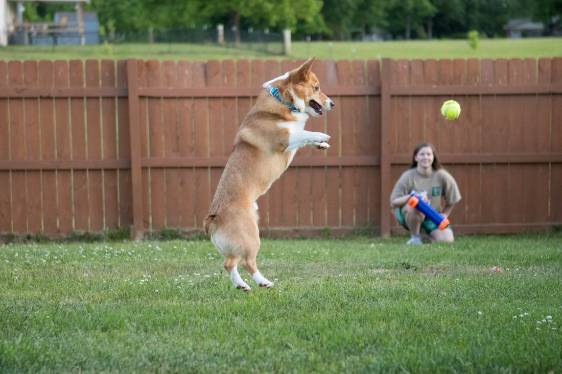 a dog jumping to catch a ball