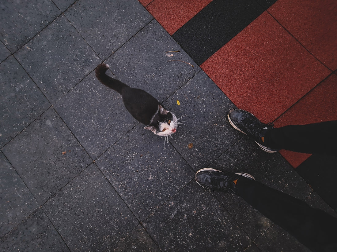 a cat walking on a sidewalk