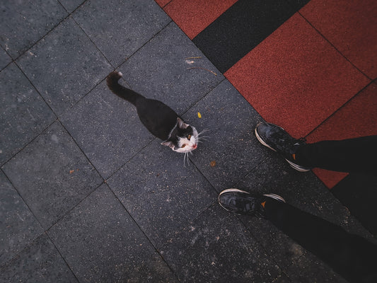 a cat walking on a sidewalk
